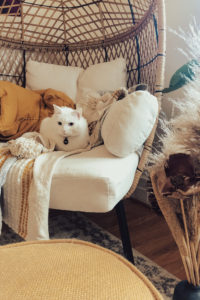 Olaf, a white kitty, sits on an egg chair in a reading nook with a yellow foot rest in front of the Chair.