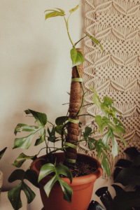A photo of my raphidophora tetrasperma houseplant climbing up a moss poll. On the wall behind the houseplant is a macrame home decor piece.