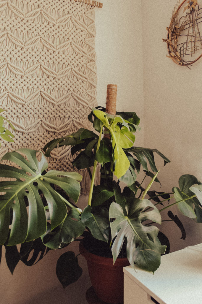 Photo of a larger monstera deliciosa houseplant with a moss poll in the middle. On the wall behind the plant is a macrame wall decor piece.