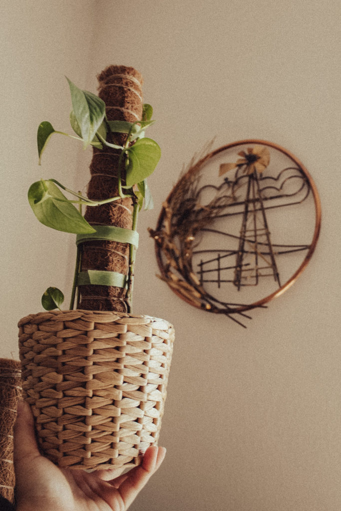 A golden pothos plant in a rattan basket, climbing up a moss poll. On the wall behind the houseplant is a gold, circular wall piece of a windmill and some wheat.