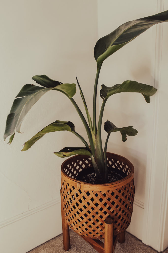 A medium sized bird of paradise houseplant with 6 leaves, and a 7th slowly growing in. Plant is in a boho plant stand.