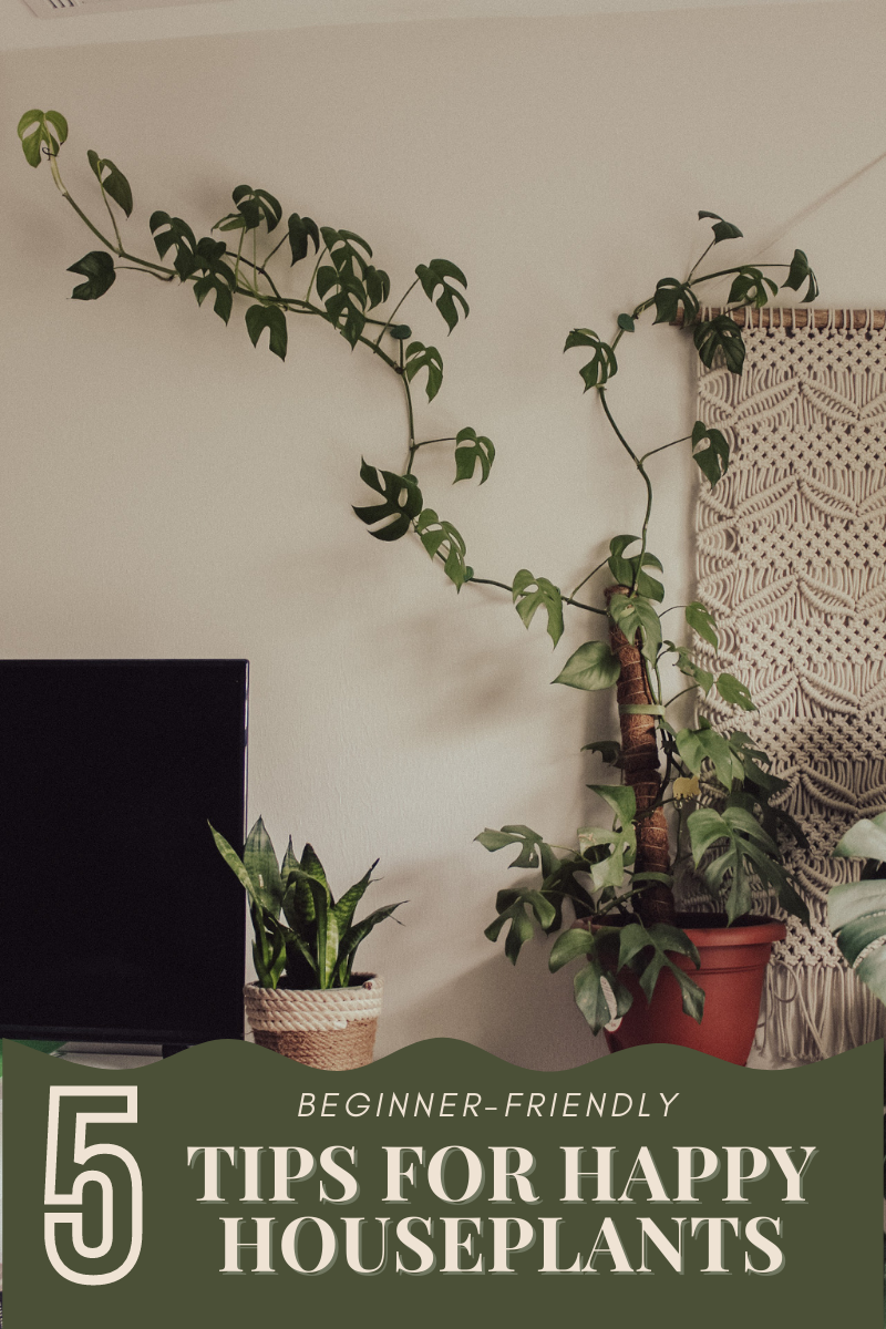 A photo of a raphidophora tetrasperma houseplant climbing up a wall with a snake plant next to it. The text on the photo says 5 Beginner-Friendly Tips for Happy Houseplants.