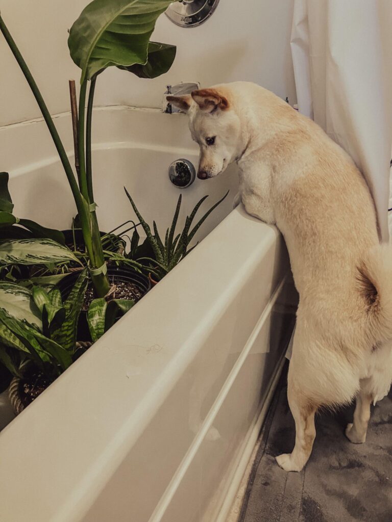 My shiba inu, Piper, is leaning over the side of the bathtub. The bathtub is filled with water and has several houseplants inside bottom watering.