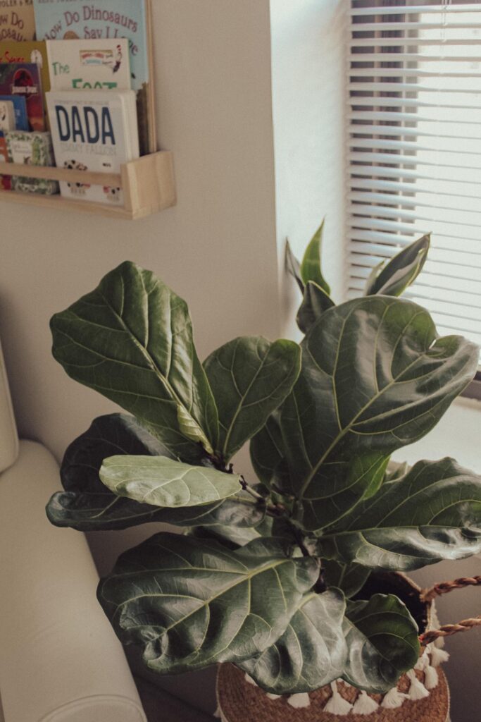 A fiddle leaf fig in the nursery is in a rattan pot covering and sitting next to a window. There is also a snake plant on the window sill.